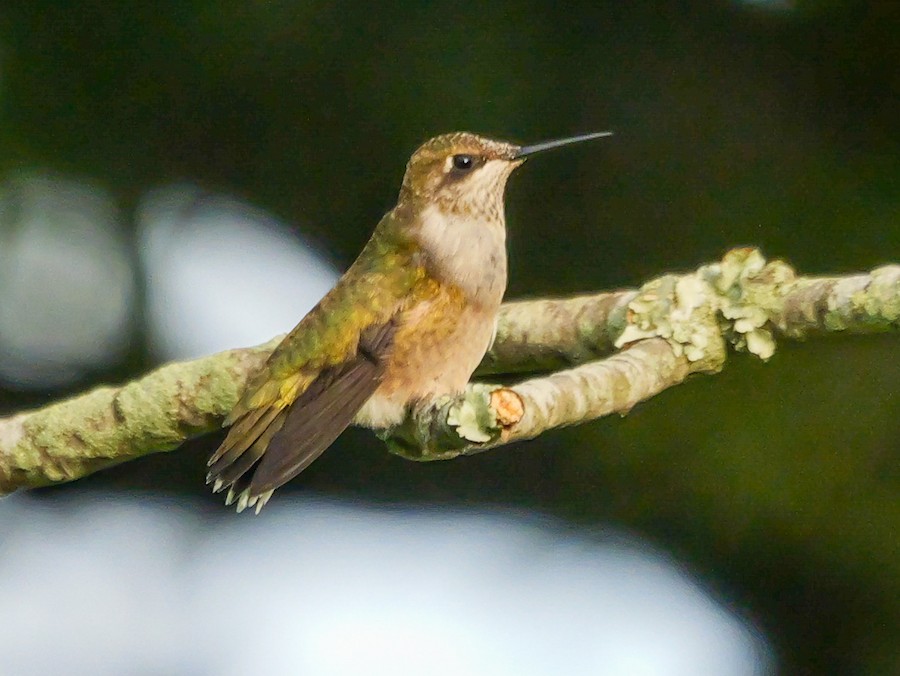Ruby-throated Hummingbird - Roger Horn