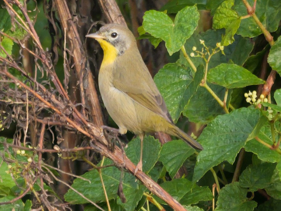 Common Yellowthroat (trichas Group) - Roger Horn
