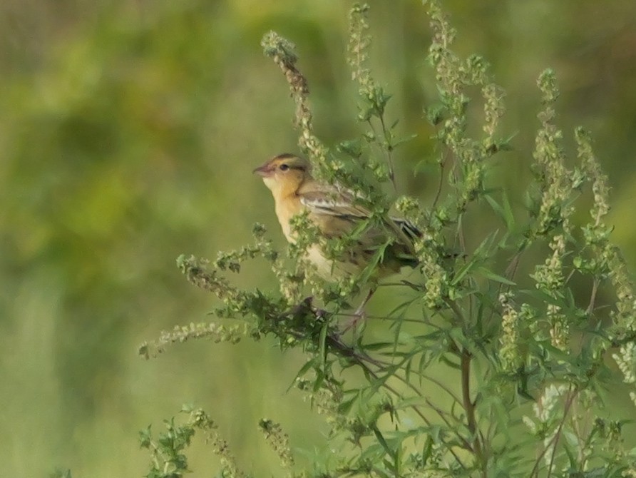 Bobolink - Roger Horn
