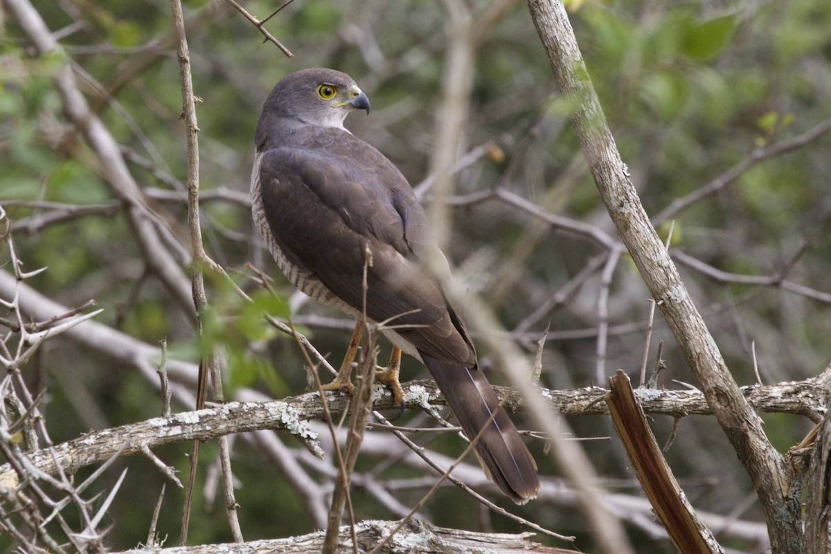 African Goshawk - ML66474741