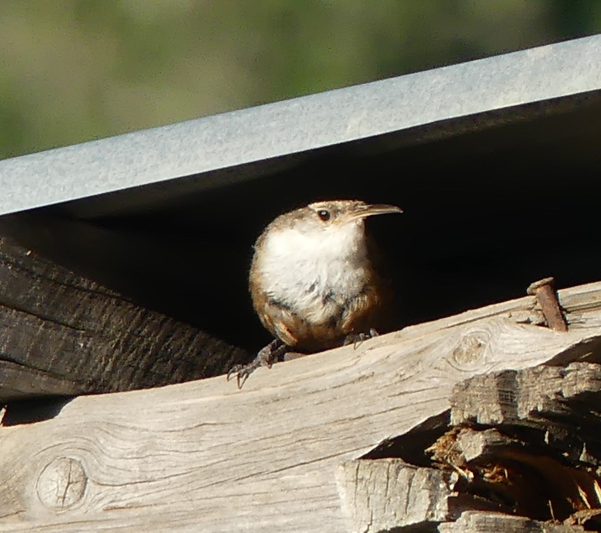 Canyon Wren - ML66475011