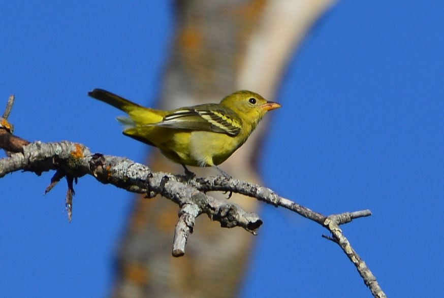 Western Tanager - ML66475041