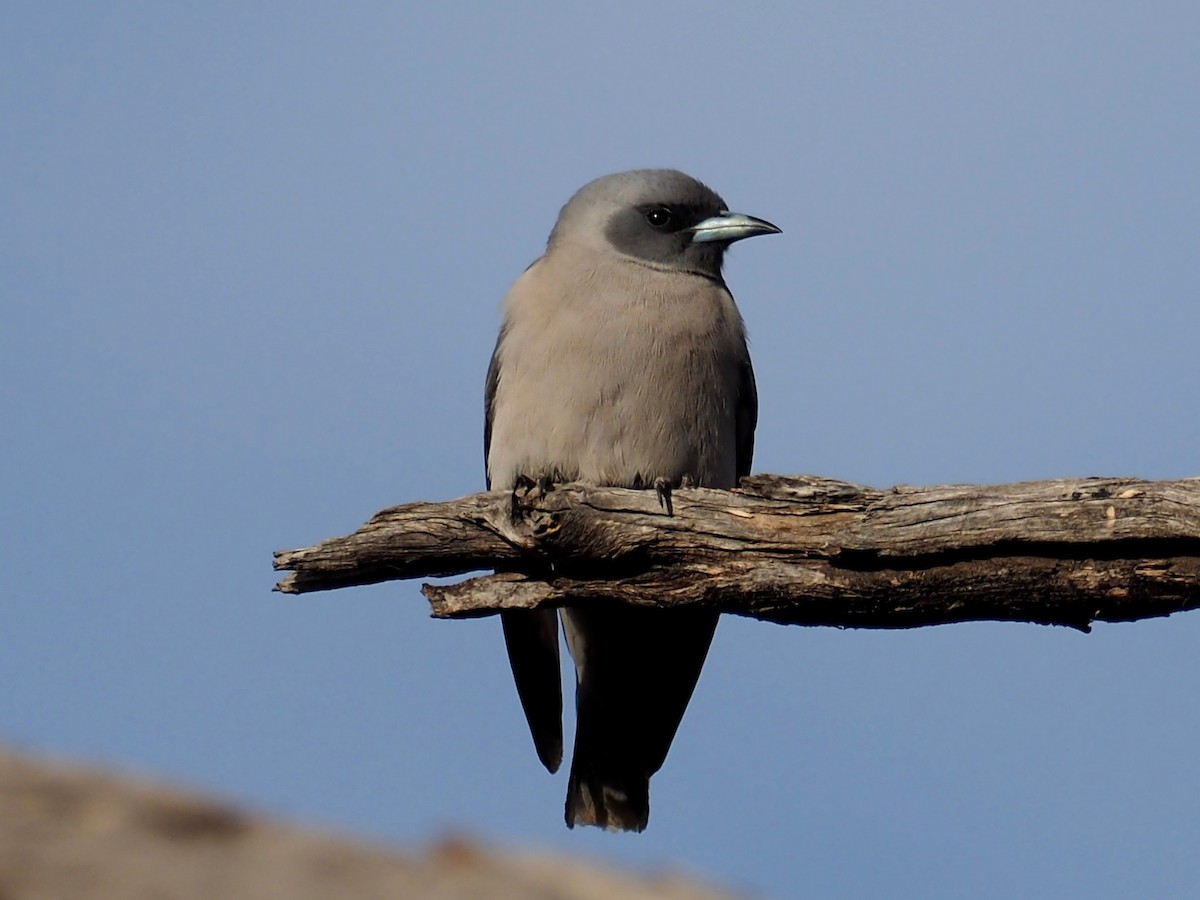 Masked Woodswallow - David Boyle