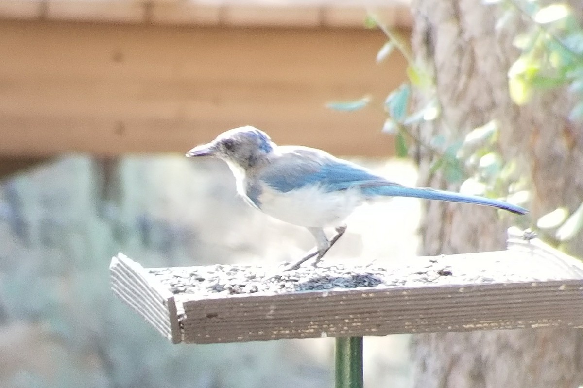 California Scrub-Jay - Anna Sickler