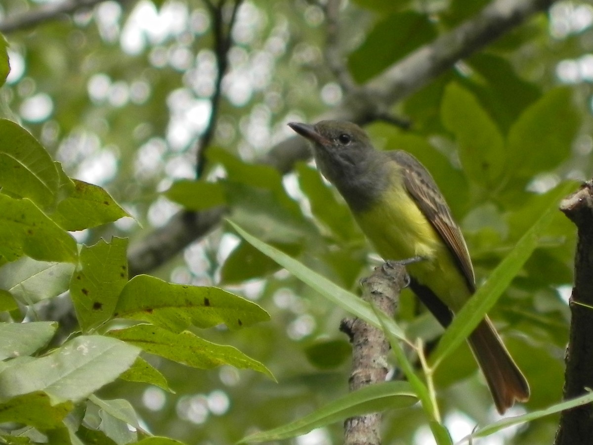 Great Crested Flycatcher - ML66478711