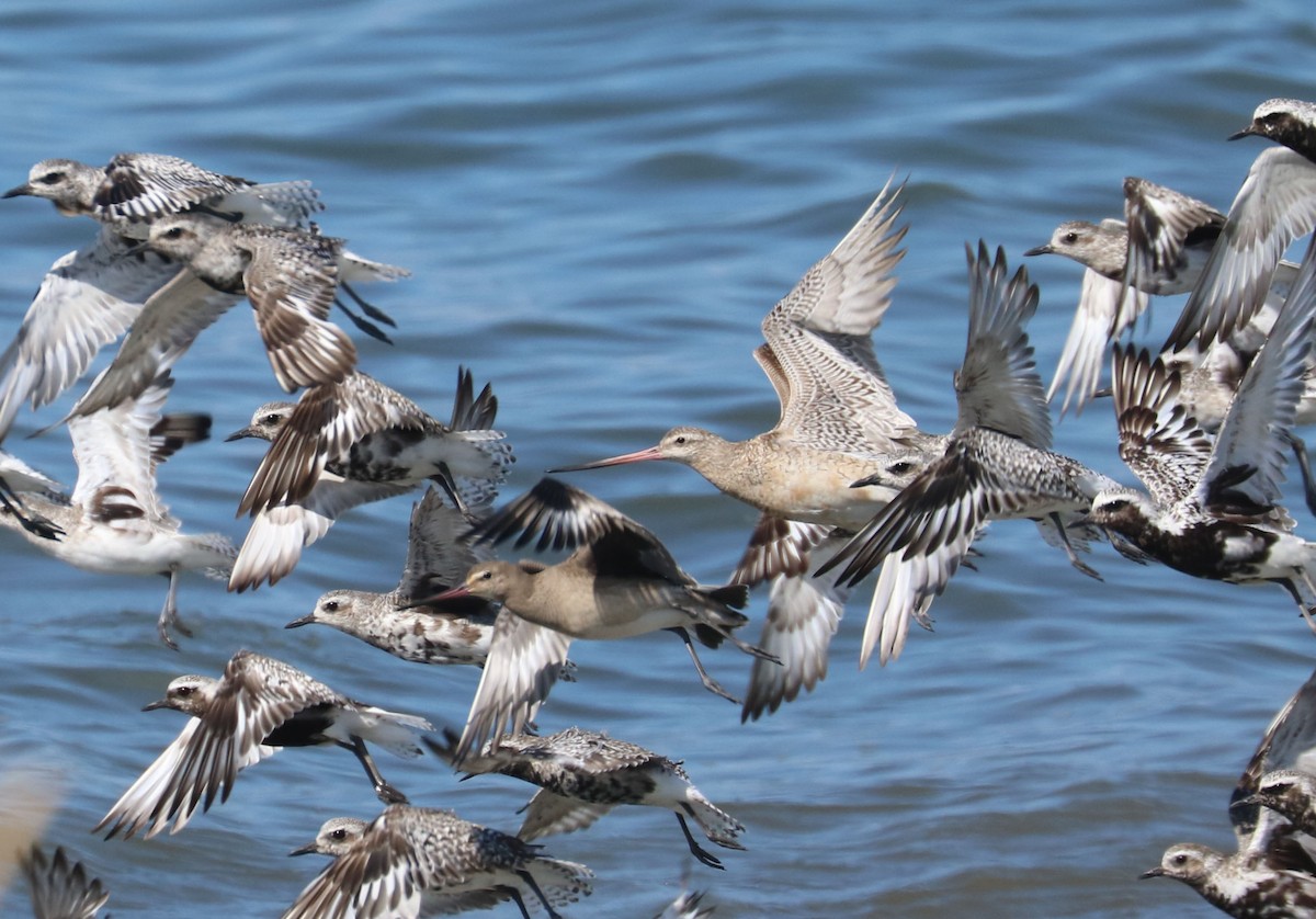 Bar-tailed Godwit - ML66479101