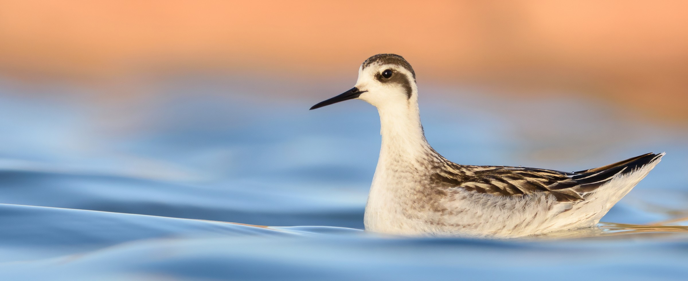 Red-necked Phalarope