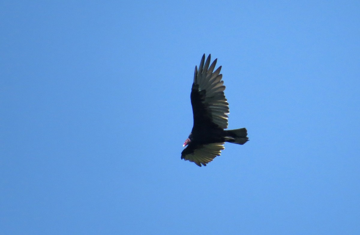 Turkey Vulture - ML66481721