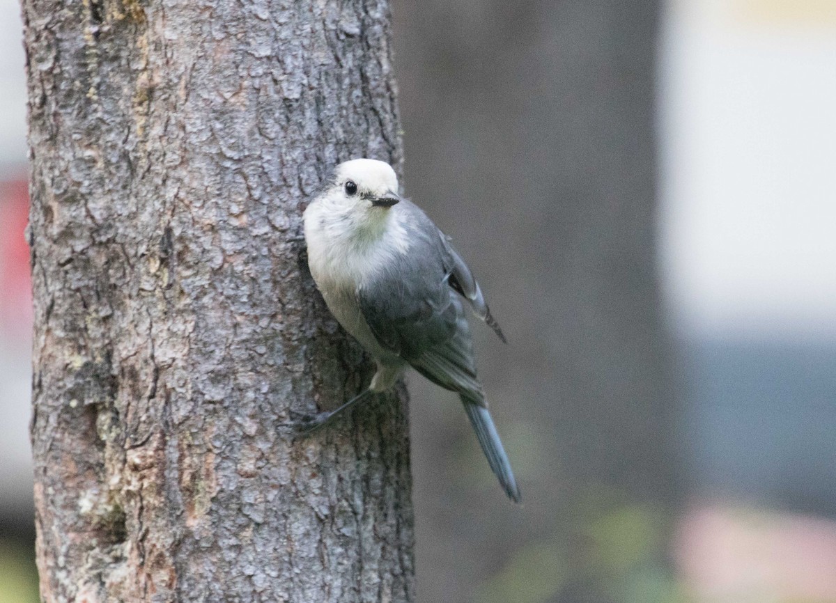 Canada Jay - Braden Collard