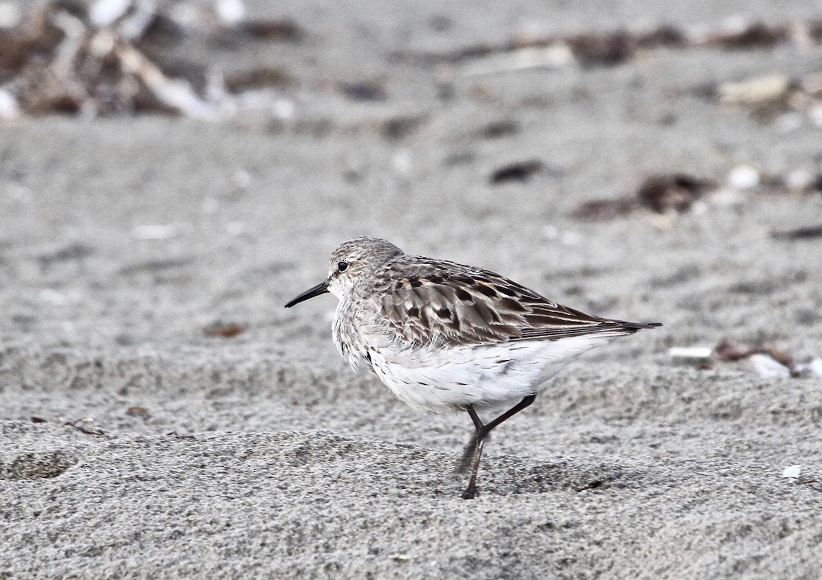 Weißbürzel-Strandläufer - ML66482681