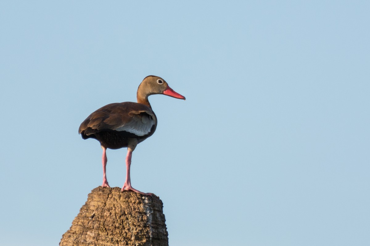 Black-bellied Whistling-Duck - ML66482901