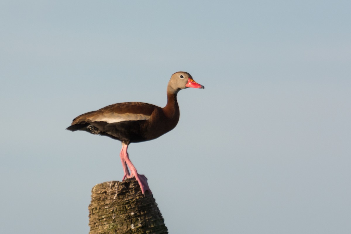 Black-bellied Whistling-Duck - Camille Merrell