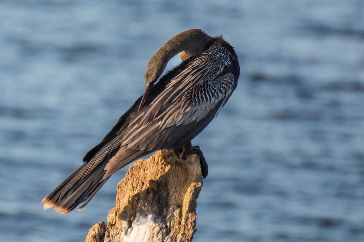 Anhinga d'Amérique - ML66483011