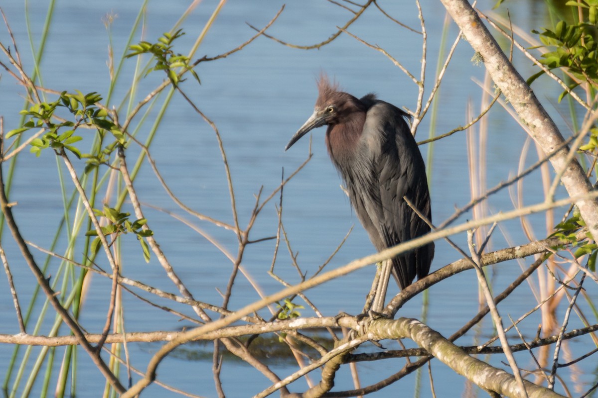 Little Blue Heron - ML66483111