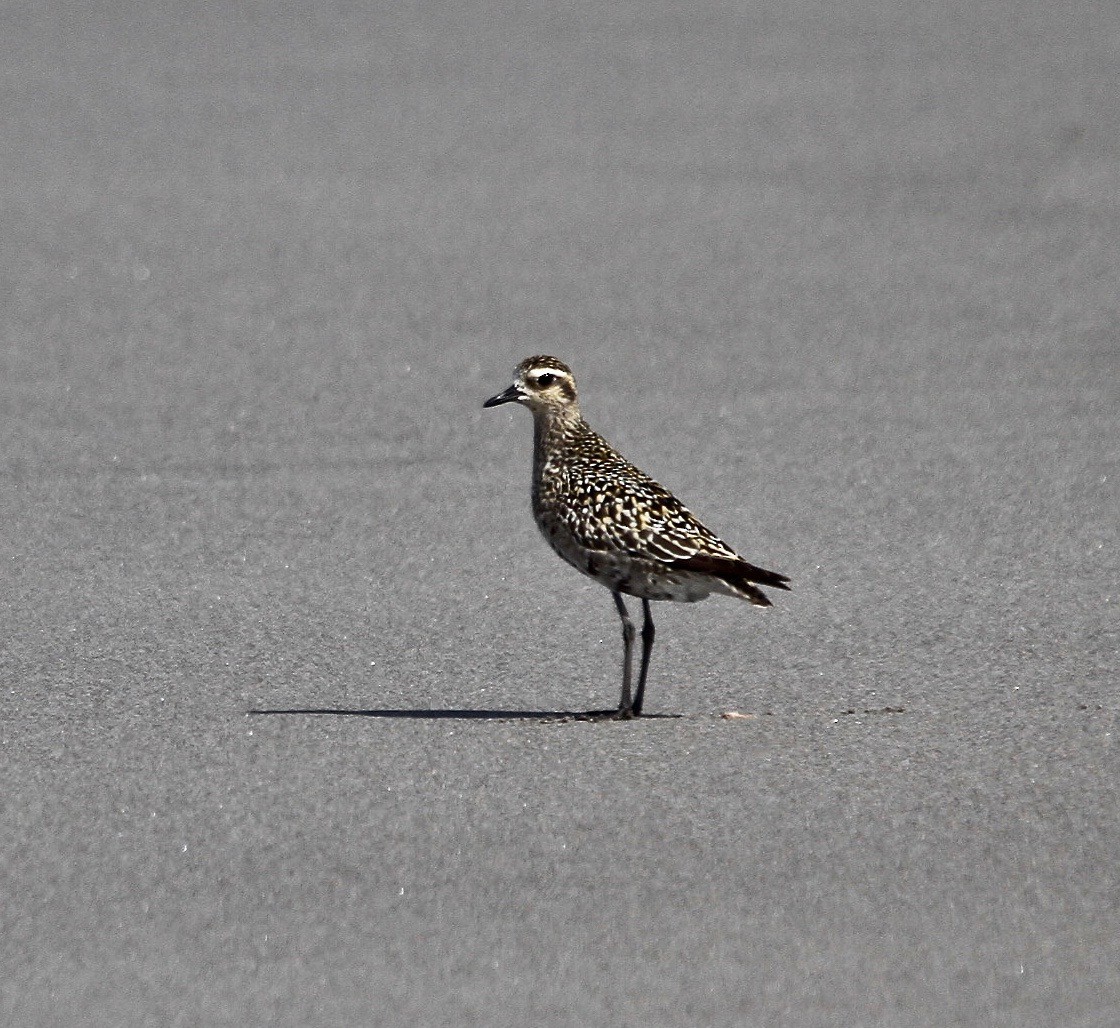 Pacific Golden-Plover - David  Irons