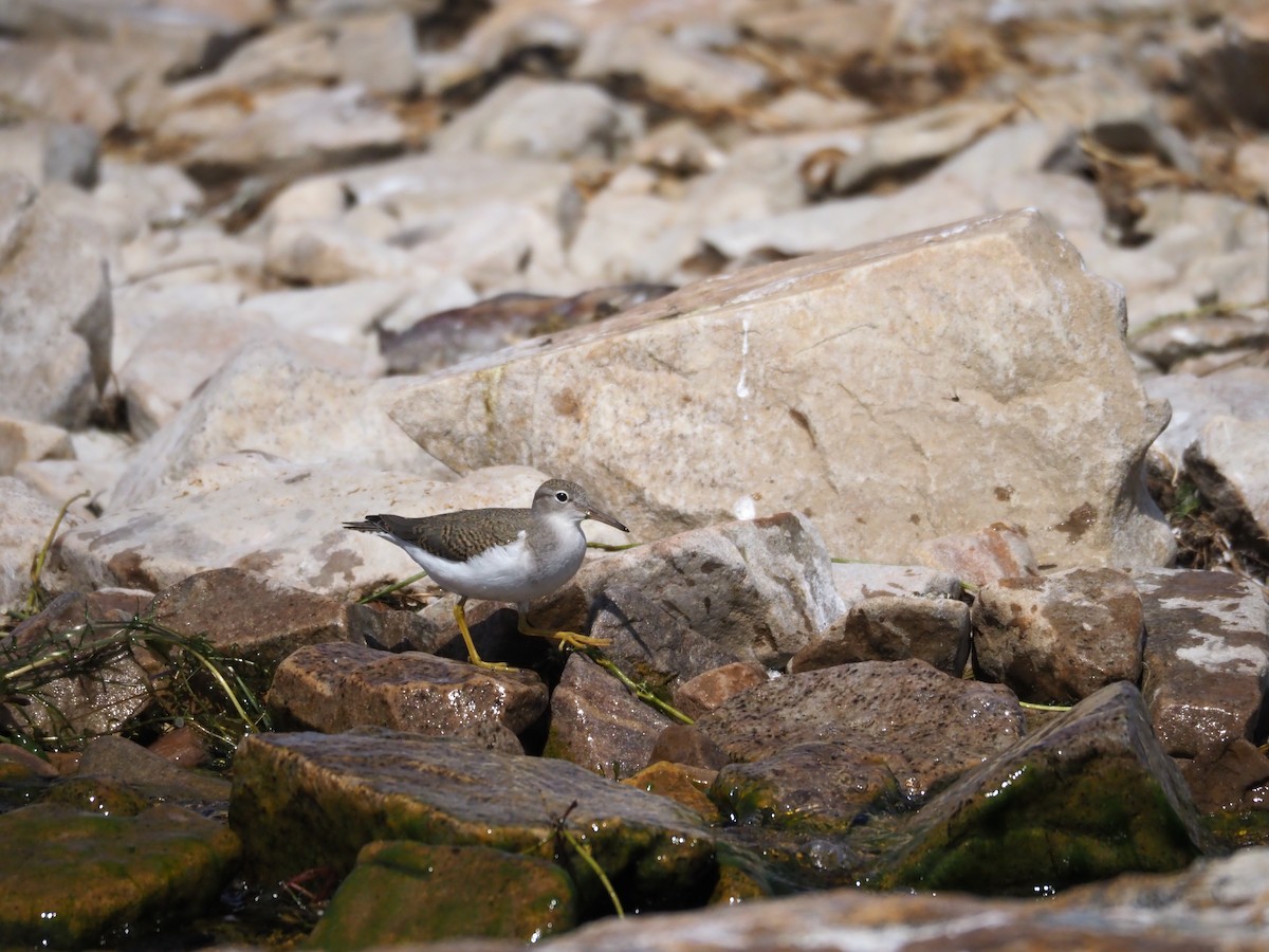 Spotted Sandpiper - ML66484531