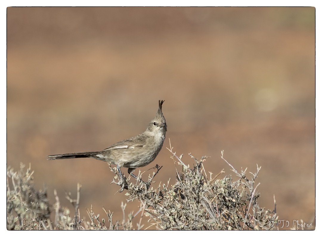 Chirruping Wedgebill - ML66486001