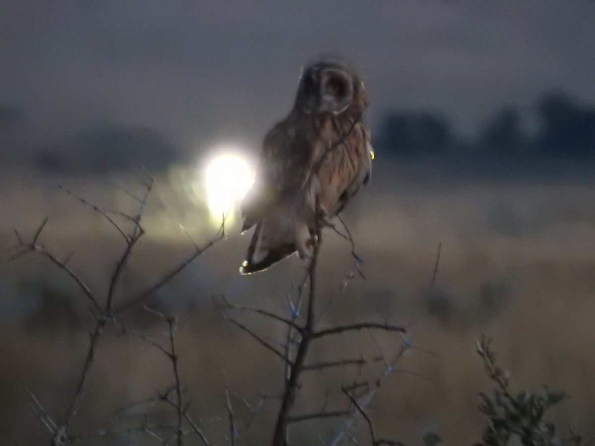 Short-eared Owl - Andrew Elgin