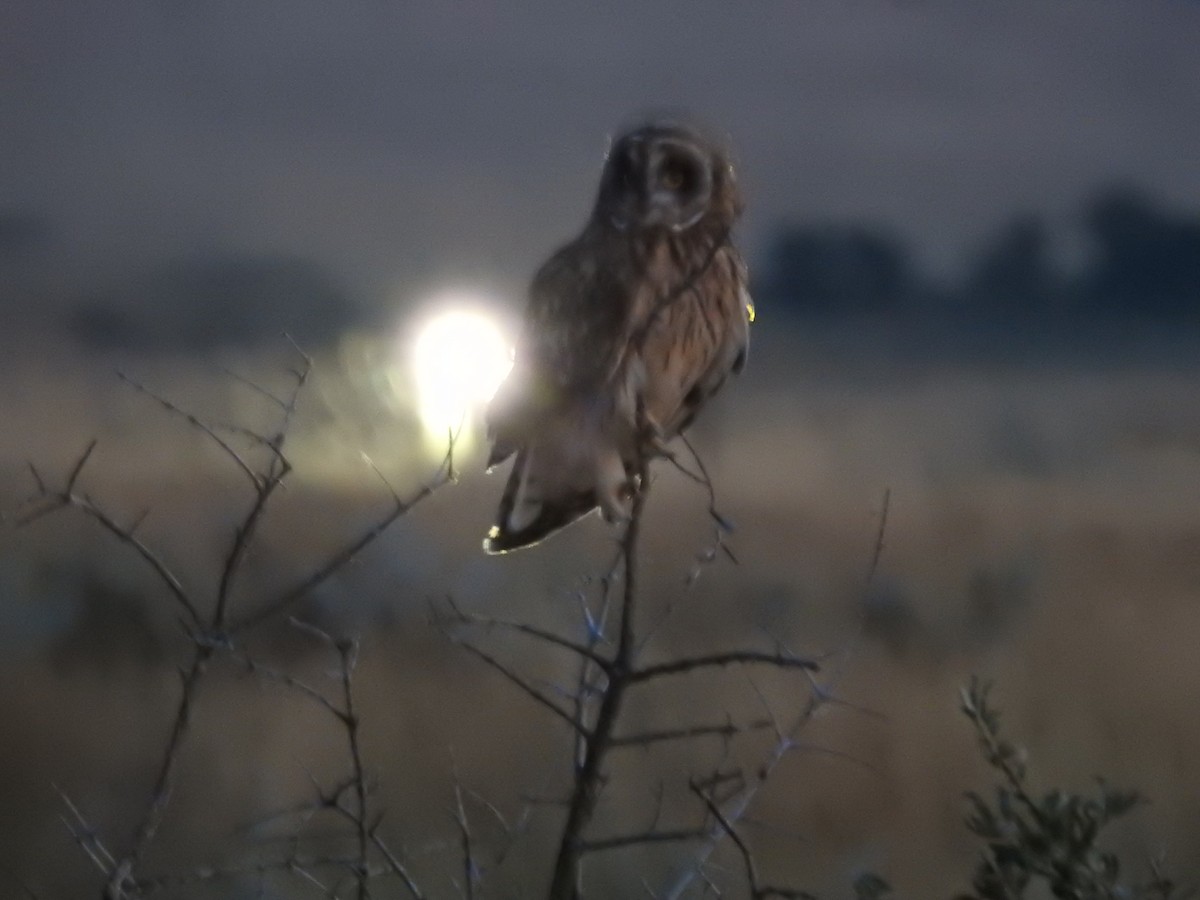 Short-eared Owl - ML66487601