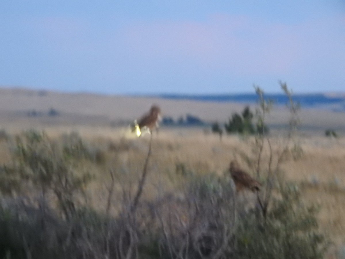 Short-eared Owl - ML66487621