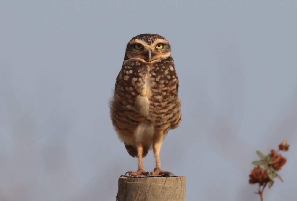 Burrowing Owl - ML66491261