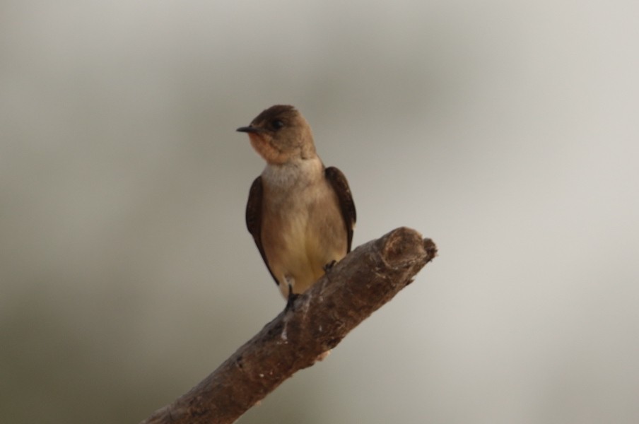 Southern Rough-winged Swallow - ML66492501