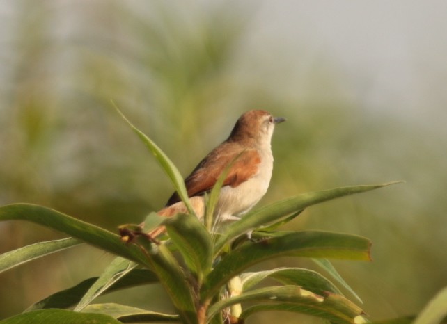 Yellow-chinned Spinetail - ML66492541