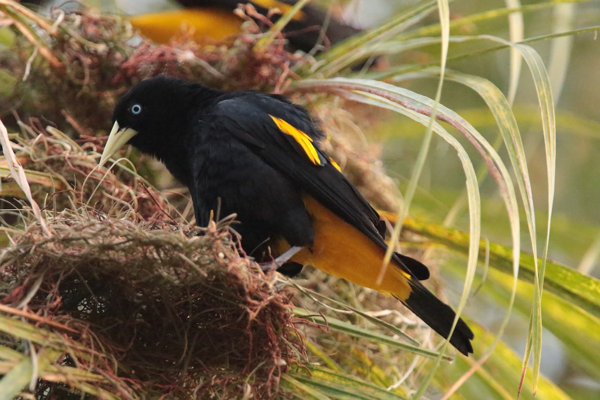 Yellow-rumped Cacique - ML66492591