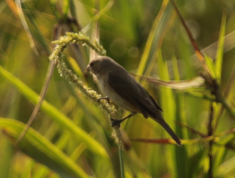 Double-collared Seedeater - ML66492661