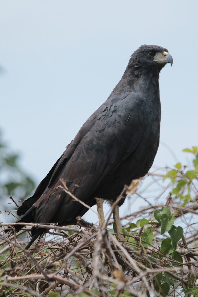 Great Black Hawk - ML66492741