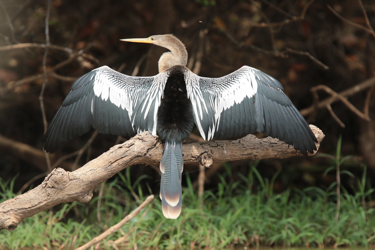 Anhinga - ML66492751