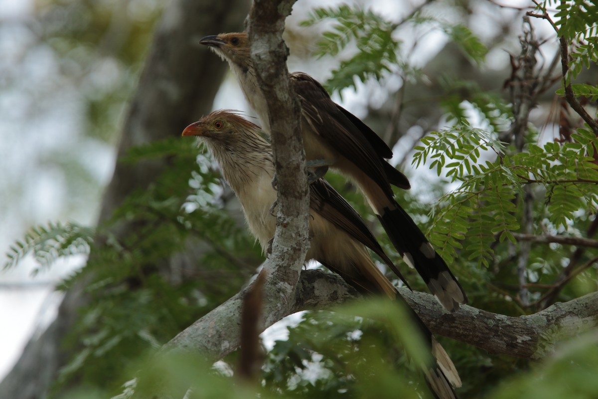 Guira Cuckoo - ML66492761