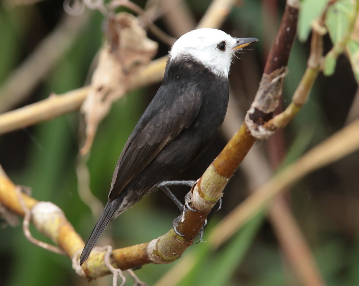 White-headed Marsh Tyrant - ML66492941