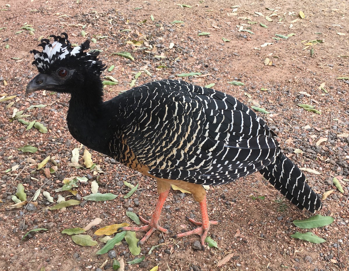 Bare-faced Curassow - ML66493181