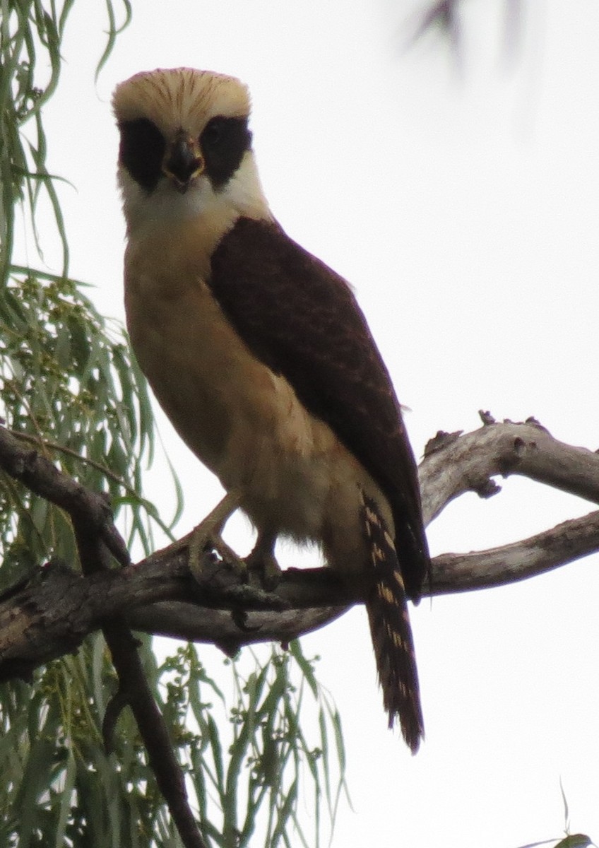 Laughing Falcon - ML66493291