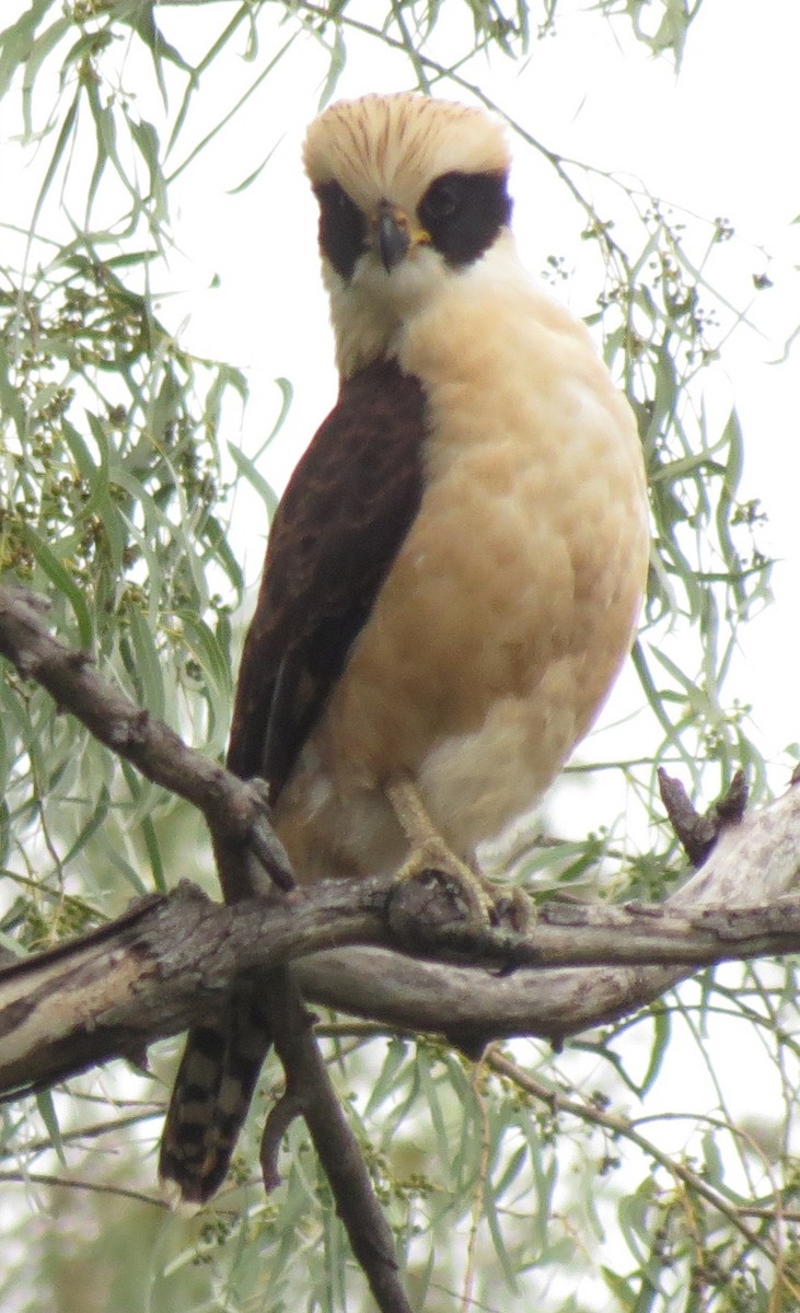 Laughing Falcon - ML66493301