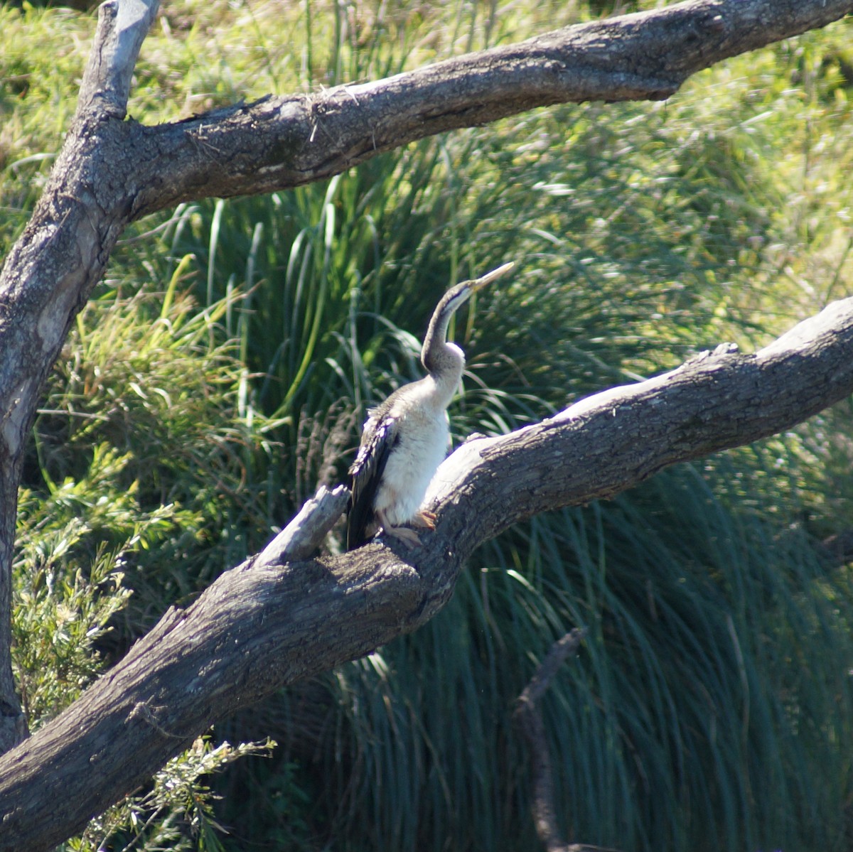 Australasian Darter - ML66493391