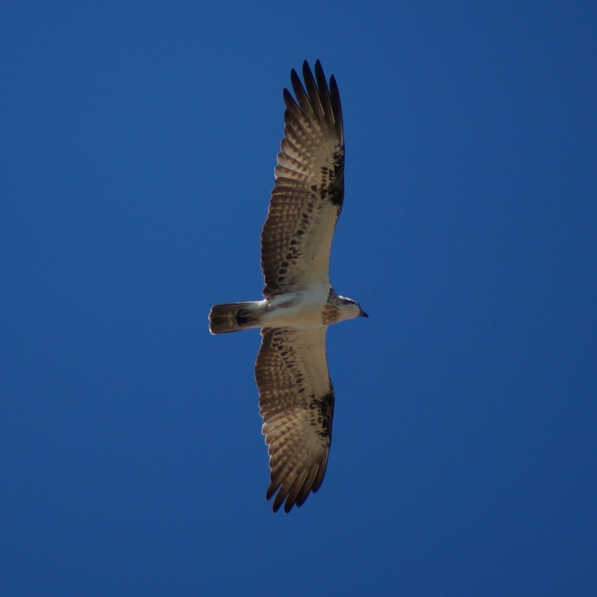 Osprey - ML66493511