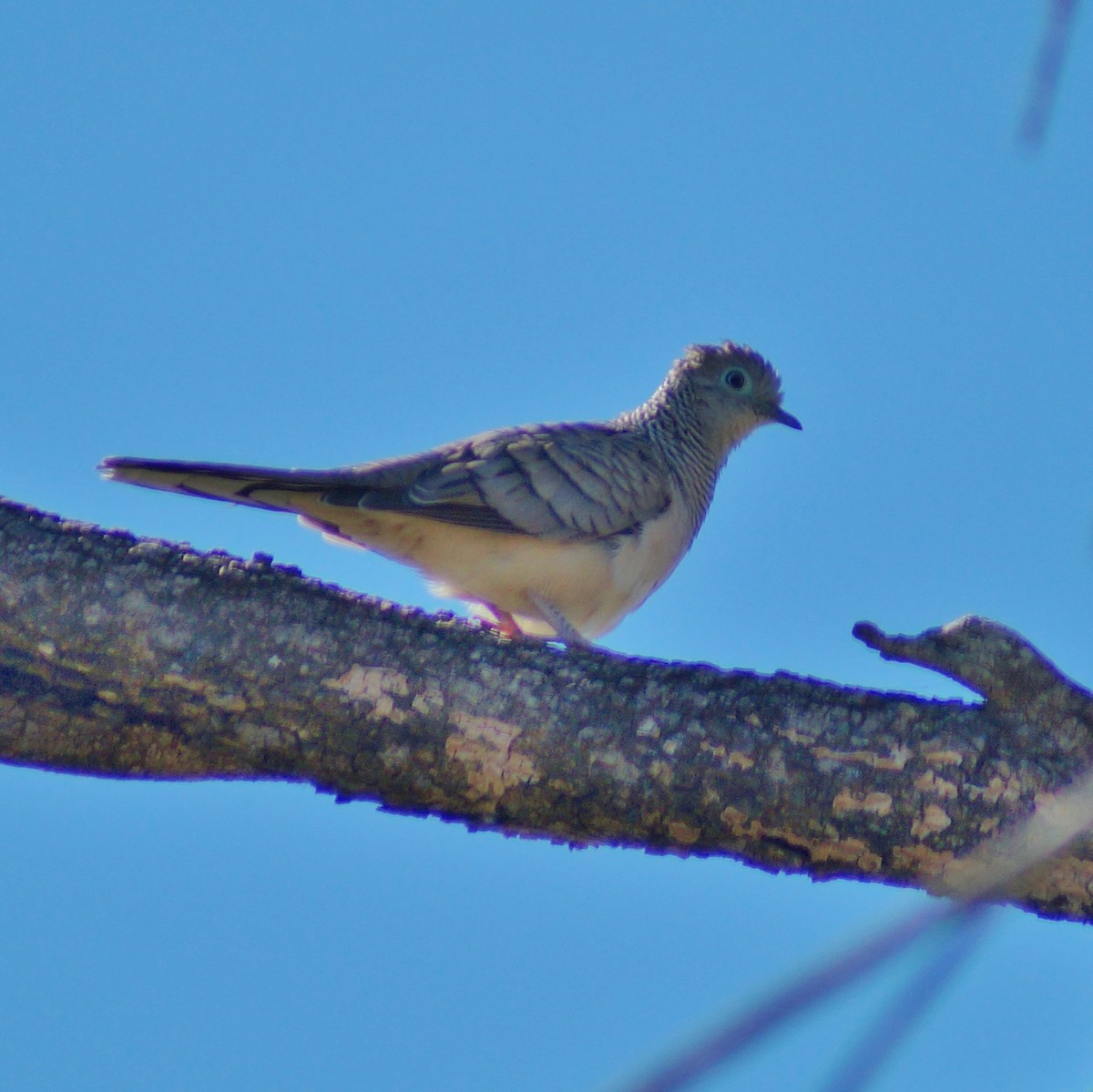 Peaceful Dove - ML66493681