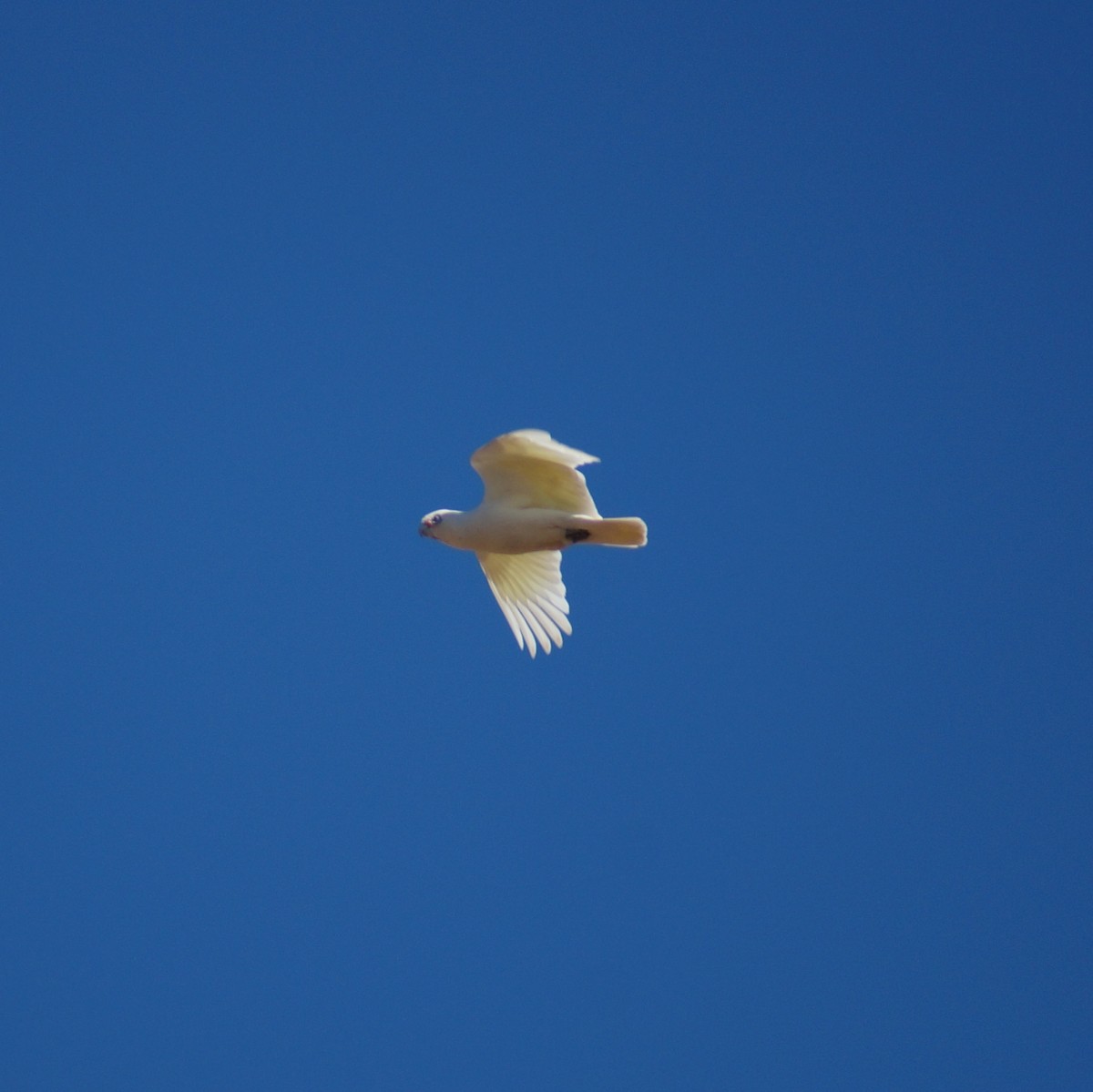 Little Corella - ML66493861