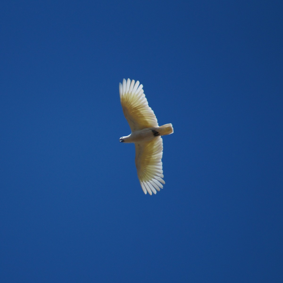 Sulphur-crested Cockatoo - ML66493871