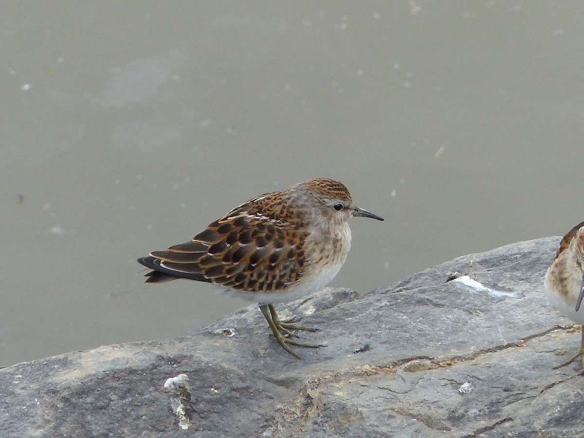 Least Sandpiper - Réjean Deschênes