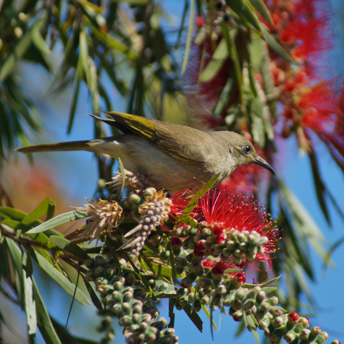 Brown Honeyeater - ML66494651