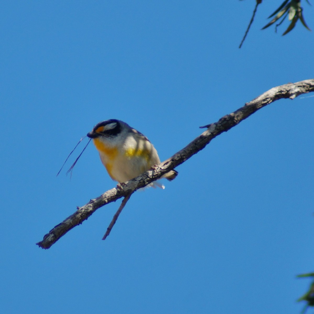 Striated Pardalote - ML66494901