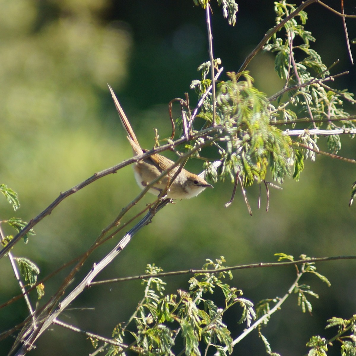 Tawny Grassbird - ML66494941