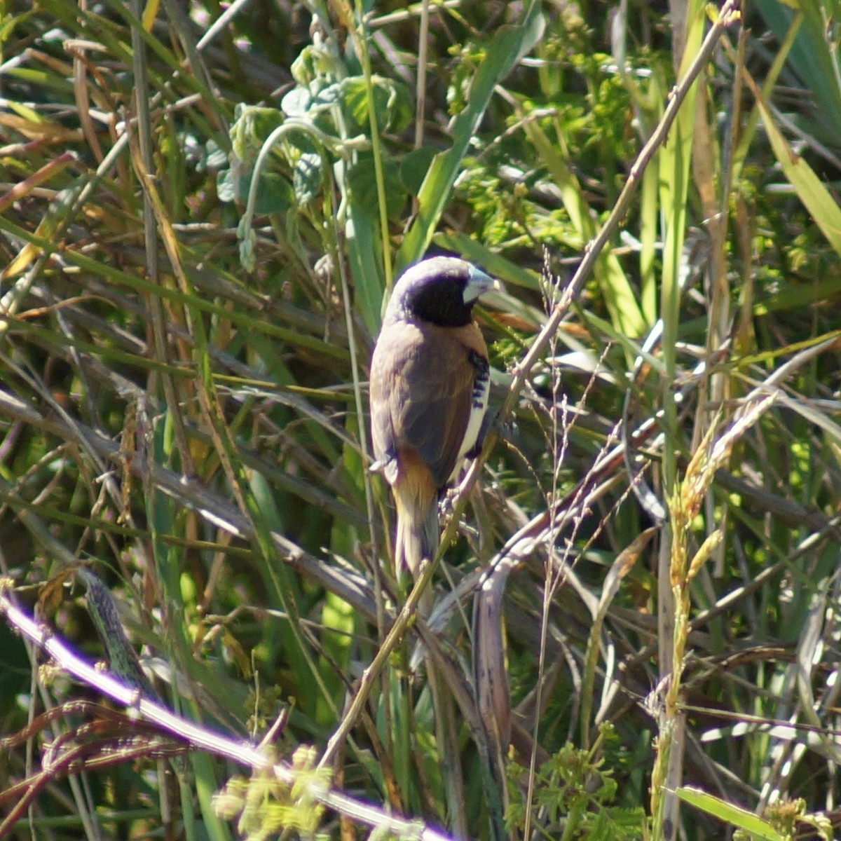 Chestnut-breasted Munia - ML66495031