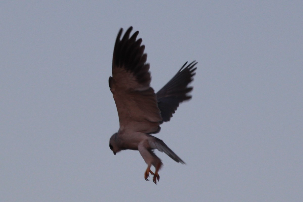 黑翅鳶 - ML66495051