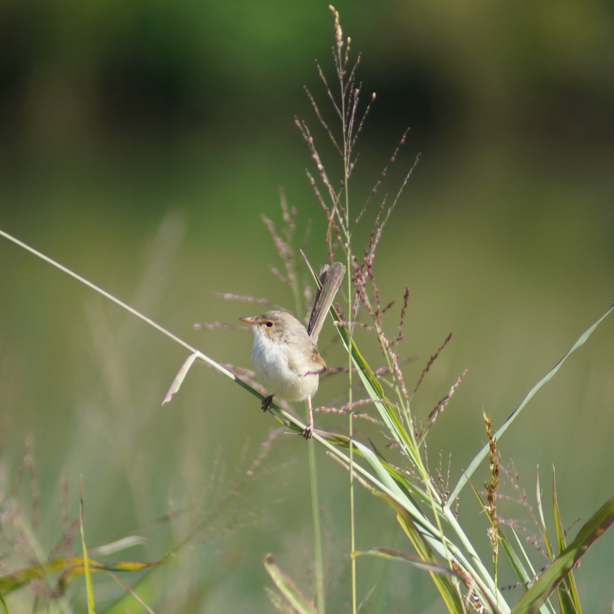 Red-backed Fairywren - ML66495181