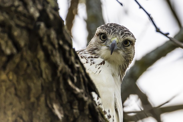 Minnesota eBird October Spotlight Images - eBird Minnesota