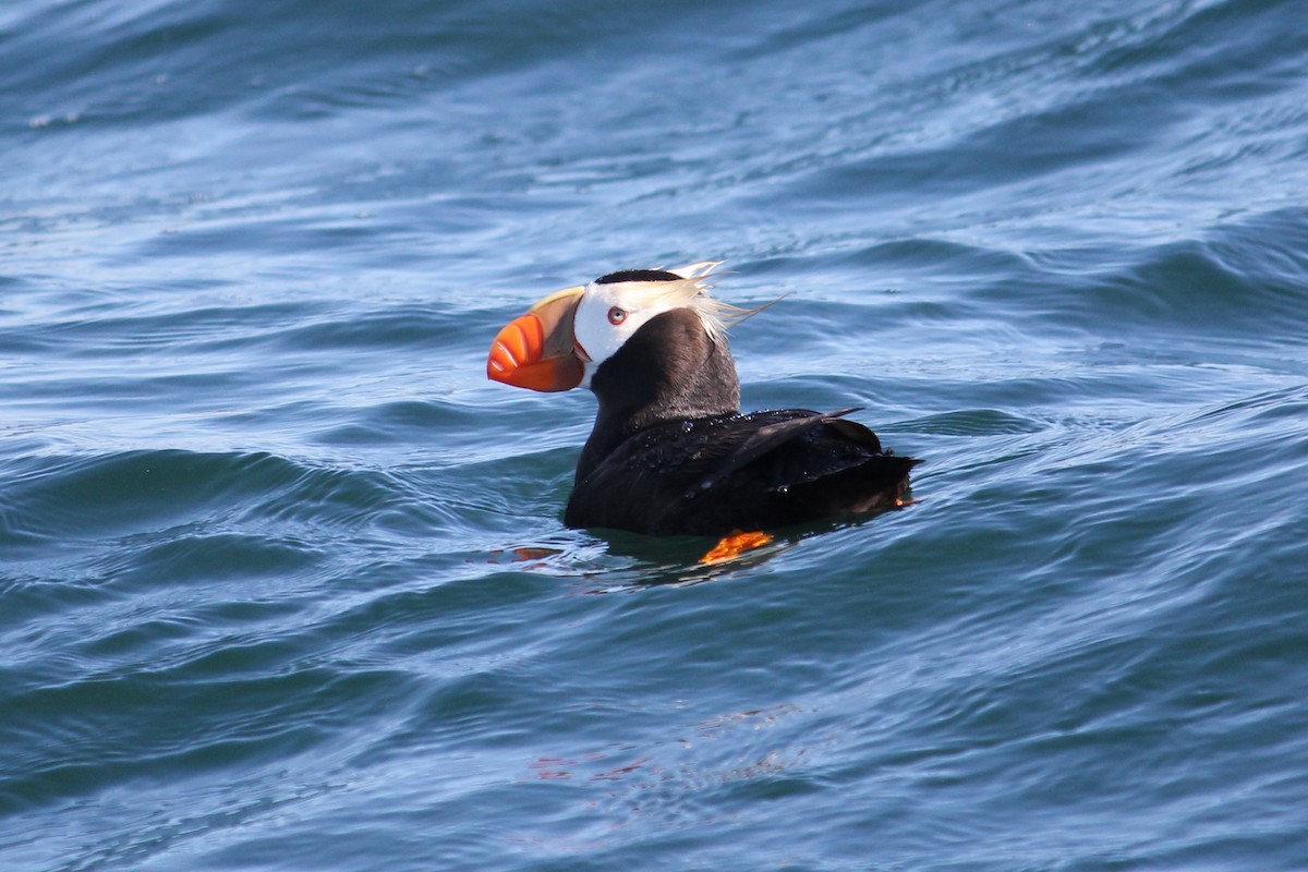 Tufted Puffin - ML66496711